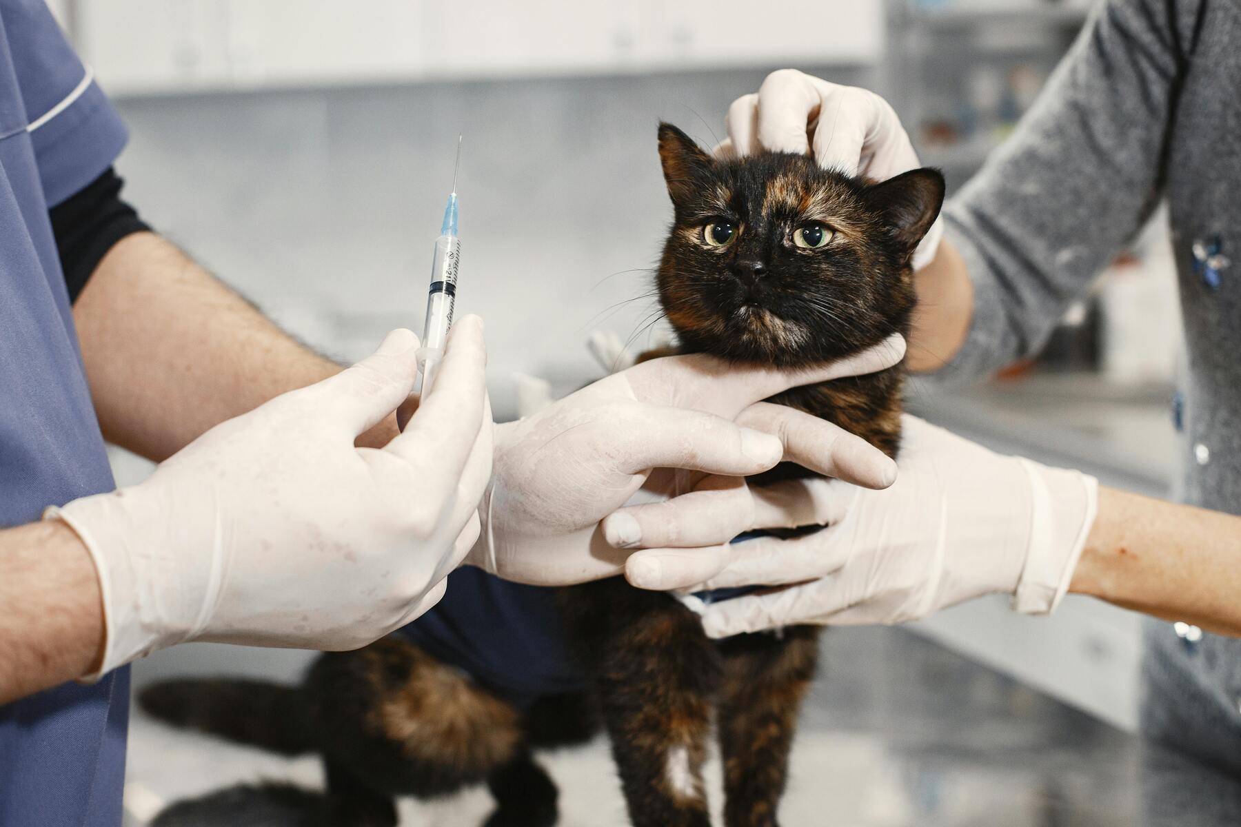 Viktiga vaccinationer för din katt