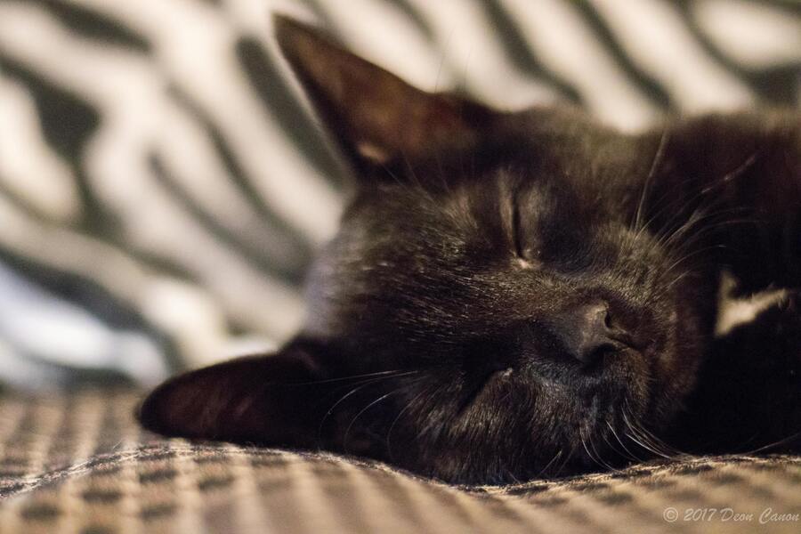 Så skapar du den perfekta sovplatsen för din katt