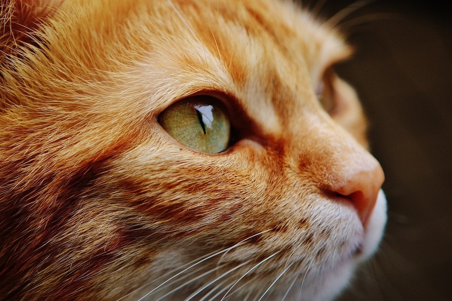 Att förstå din katts beteende: tecken på att din katt är stressad och hur man hanterar det