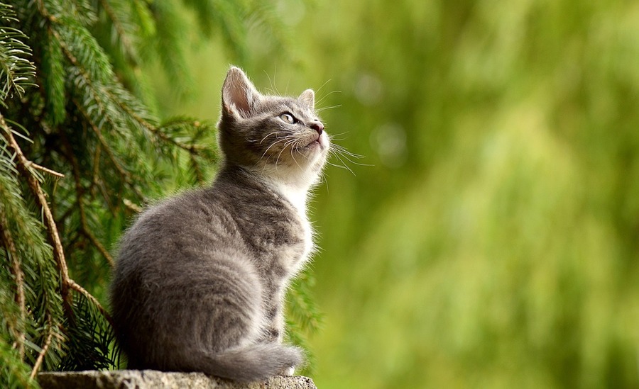 Att introducera en ny katt till ditt befintliga husdjur: En steg-för-steg guide