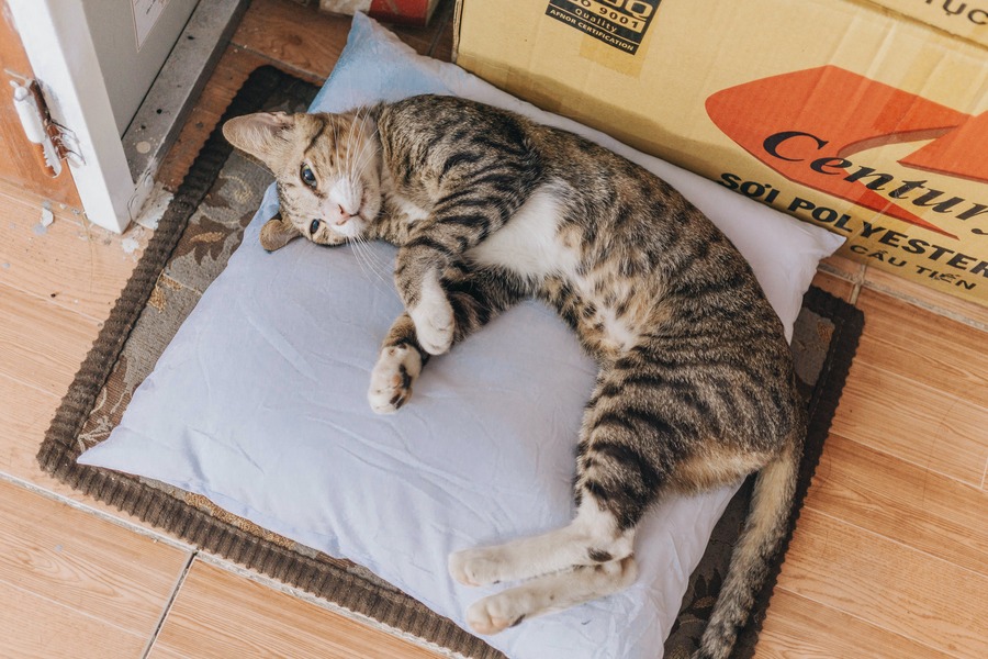 Höstmys med katt: Tips för att skapa en trivsam inomhusmiljö